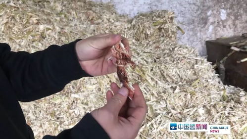 紅糖安全風(fēng)波 義烏知名紅糖廠被查出多項(xiàng)問(wèn)題，如何科學(xué)看待？